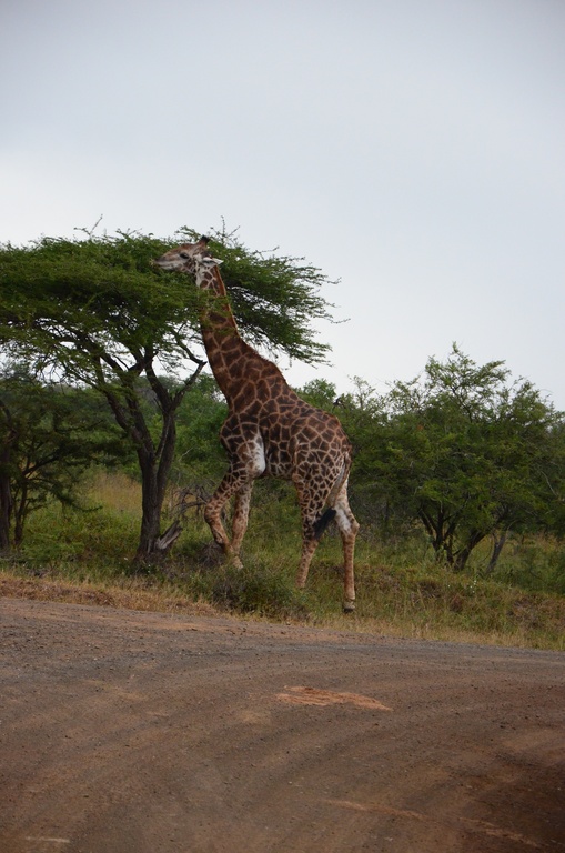 2015-05 South Africa/iMfolozi/DSC_0174.JPG
